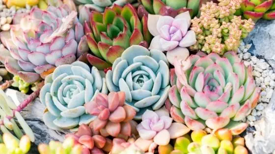 5 Post Ideas For A Garden Centre-feedalpha 5 Post Ideas For A Garden Centre