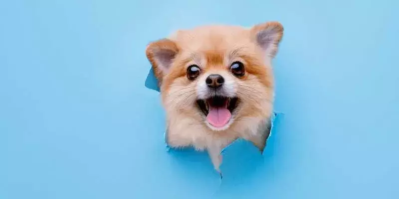 feedalpha 7 post ideas for pet shop 4
