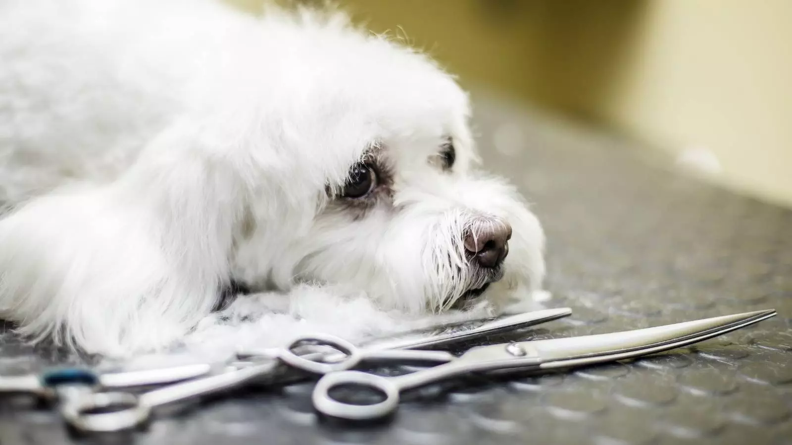 feedalpha 5 post ideas for  dog groomer 2